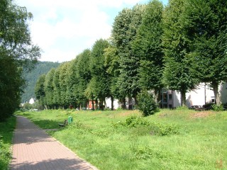 Werdohl, Goethestrasse, Lindenallee