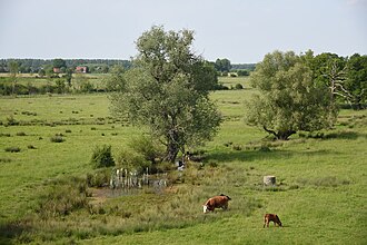 Ahsewiesen